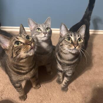 Amelia, Ophelia and Eleanor -  Domestic Short Hair Cat for Adoption in Liverpool, Texas - Amelia, Ophelia And Eleanor | PetCurious