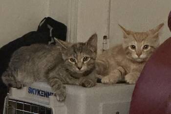 Copper & Penny -  Domestic Short Hair Cat for Adoption in Lemoyne, Pennsylvania - Copper & Penny | PetCurious