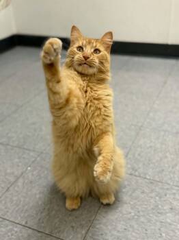 Domestic Long Hair Cats Available for Adoption in Martinsville, Indiana - Drifter | PetCurious