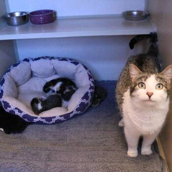 Paisley (26-1G-MOM) -  Domestic Short Hair Cat Available for Adoption in Rifle, Colorado - Paisley (26-1G-MOM) | PetCurious
