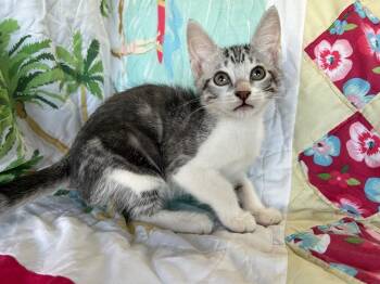 Clove -  Domestic Short Hair Cat for Adoption in Corpus Christi, Texas - Clove | PetCurious