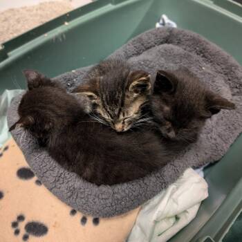 Ry & Astro*bonded pair* -  Domestic Short Hair Cat for Adoption in Philadelphia, Pennsylvania - Ry & Astro*bonded Pair* | PetCurious