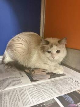 Marci -  Ragdoll Cat for Adoption in Philadelphia, Pennsylvania - Marci | PetCurious