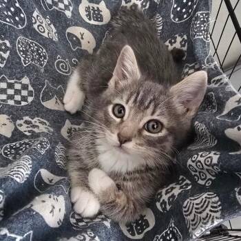 Huckleberry -  Domestic Short Hair Cat for Adoption in Cheyenne, Wyoming - Huckleberry | PetCurious