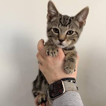 Apricot -  Tabby Cat for Adoption in Las Vegas, Nevada - Apricot | PetCurious
