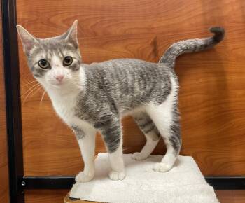 Fizzy -  Domestic Short Hair and Tabby Cat for Adoption in Oxford, Mississippi - Fizzy | PetCurious