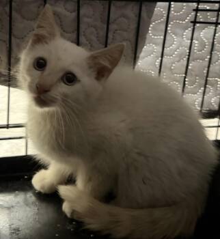 Sriracha -  Domestic Short Hair Cat for Adoption in Salmon, Idaho - Sriracha | PetCurious