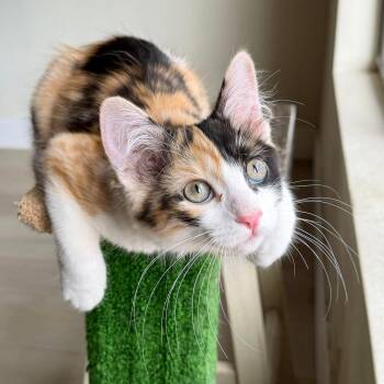PURRpetua -  Calico Cat for Adoption in San Tan Valley, Arizona - PURRpetua | PetCurious