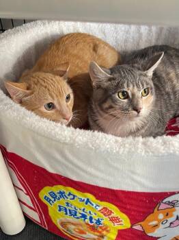 Fergus (needs cat buddy) -  Domestic Short Hair Cat for Adoption in Oakland, California - Fergus (needs Cat Buddy) | PetCurious