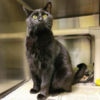 Cole -  Domestic Short Hair Cat for Adoption in Columbia, Missouri - Cole | PetCurious