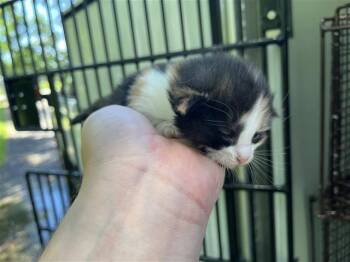 A657255 -  Domestic Short Hair Cat for Adoption in Houston, Texas - A657255 | PetCurious