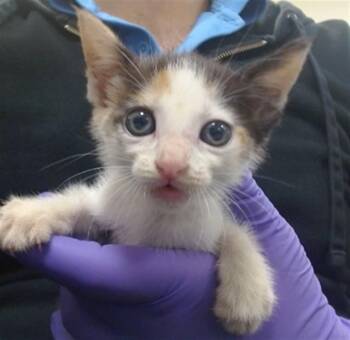 JADE -  Domestic Short Hair Cat for Adoption in Doral, Florida - JADE | PetCurious
