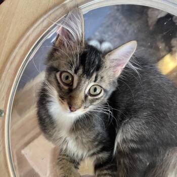 Acrobat26 -  Domestic Medium Hair Cat for Adoption in Youngsville, North Carolina - Acrobat26 | PetCurious