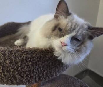 ASH -  Ragdoll Cat for Adoption in Kenosha, Wisconsin - ASH | PetCurious