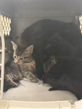 Eclipse -  Domestic Medium Hair and Domestic Short Hair Cat for Adoption in Palm Coast, Florida - Eclipse | PetCurious