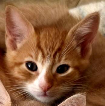 Sedona -  Tabby and Domestic Short Hair Cat for Adoption in San Jose, California - Sedona | PetCurious
