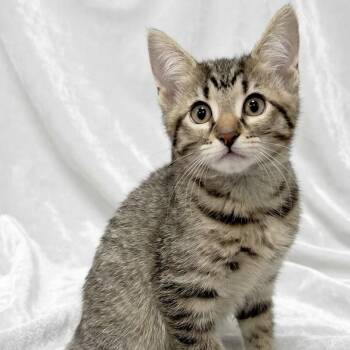 Athena -  Domestic Short Hair Cat for Adoption in Miami, Florida - Athena | PetCurious