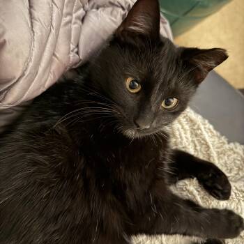 Domestic Short Hair Cats Available for Adoption - Piper (Courtesy Post) | PetCurious