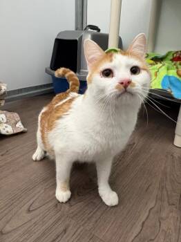 Domestic Short Hair Cats Available for Adoption in Gillette, Wyoming - Garfield | PetCurious