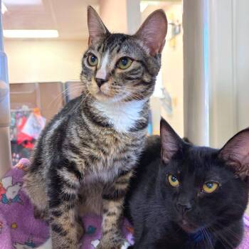 Vaporeon -  Domestic Short Hair Cat for Adoption in Woodinville, Washington - Vaporeon | PetCurious