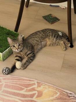 Domestic Short Hair Cats Available for Adoption in Cincinnati, Ohio - Fixie | PetCurious