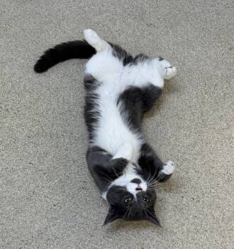 Maximillian -  Domestic Short Hair Cat for Adoption in Westbrook, Connecticut - Maximillian | PetCurious