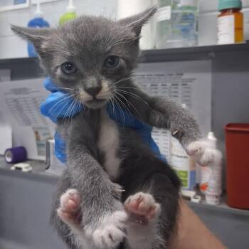 Heidi -  Domestic Short Hair Cat for Adoption in Summerville, South Carolina - Heidi | PetCurious