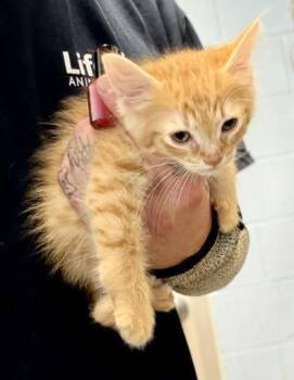 Kin (red) -  Domestic Short Hair Cat for Adoption in Chamblee, Georgia - Kin (red) | PetCurious