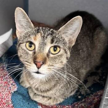 Danica -  Domestic Short Hair Cat for Adoption in Waterloo, Iowa - Danica | PetCurious