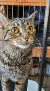 Cookie -  Domestic Short Hair Cat for Adoption in Philadelphia, Pennsylvania - Cookie | PetCurious
