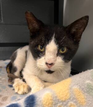 Rescue Domestic Short Hair Cats for Adoption in Huntington, Indiana - Tommy Boy | PetCurious
