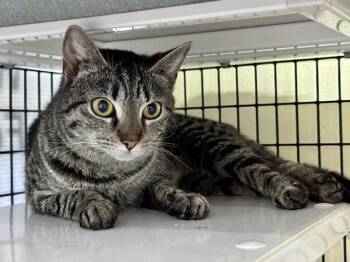 Domestic Short Hair Cats Available for Adoption in Winton, North Carolina - Jeanie Stripes | PetCurious