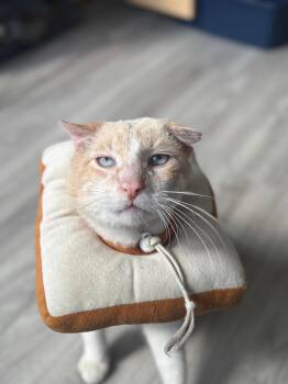 Siamese Cats Available for Adoption in Beaverton, Oregon - Solly *Senior* | PetCurious