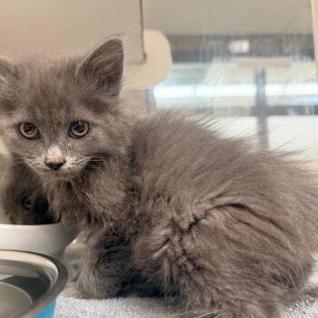 Lenny -  Domestic Long Hair Cat for Adoption in Cheyenne, Wyoming - Lenny | PetCurious