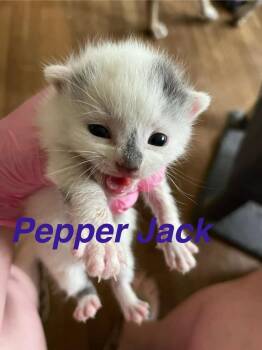 Pepper Jack -  Domestic Short Hair Cat for Adoption in Virginia Beach, Virginia - Pepper Jack | PetCurious