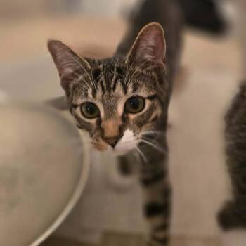 Jenga -  Domestic Short Hair Cat for Adoption in Vine Grove, Kentucky - Jenga | PetCurious
