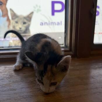 Domestic Short Hair Cats Available for Adoption in Emporia, Kansas - Tasmanian Devil | PetCurious