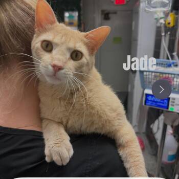 Jade *Meet me at Eagan Petsmart* -  Domestic Short Hair Cat for Adoption in Buffalo, Minnesota - Jade *Meet Me At Eagan Petsmart* | PetCurious