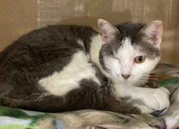 Domestic Short Hair Cats Available for Adoption in Cincinnati, Ohio - Gretchen | PetCurious