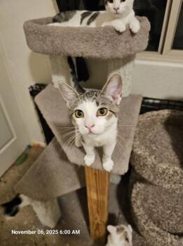 Domestic Short Hair Cats Available for Adoption in Glendale, Arizona - Penelope | PetCurious