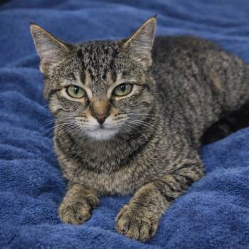Domestic Short Hair Cats Available for Adoption - Simon | PetCurious