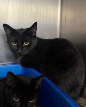 Rescue Domestic Short Hair Cats for Adoption in Danielsville, Georgia - Tessa | PetCurious