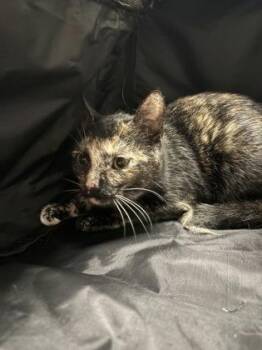 Barbie -  Domestic Short Hair Cat for Adoption in Palm Coast, Florida - Barbie | PetCurious