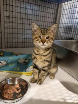 Renee 2.18.26 -  Domestic Short Hair Cat for Adoption in Apopka, Florida - Renee 2.18.26 | PetCurious