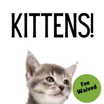 Rescue Domestic Short Hair Cats for Adoption in Glenwood Springs, Colorado - Kittens | PetCurious