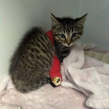 Kieran  -  Domestic Short Hair Cat Available for Adoption in Margate, Florida - Kieran  | PetCurious