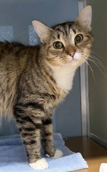 TALLULAH -  Domestic Short Hair Cat for Adoption in Westminster, Maryland - TALLULAH | PetCurious