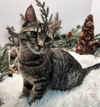 Rescue Tabby Cats for Adoption in Franklin, Tennessee - KITTEN PHIL | PetCurious