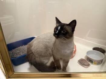 Don Luis INDOOR ONLY COMING SOON -  Siamese Cat for Adoption in Stockton, California - Don Luis INDOOR ONLY COMING SOON | PetCurious