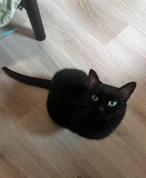 Domestic Short Hair Cats Available for Adoption in Minneapolis, Minnesota - Bigfoot-Pending Adoption | PetCurious
